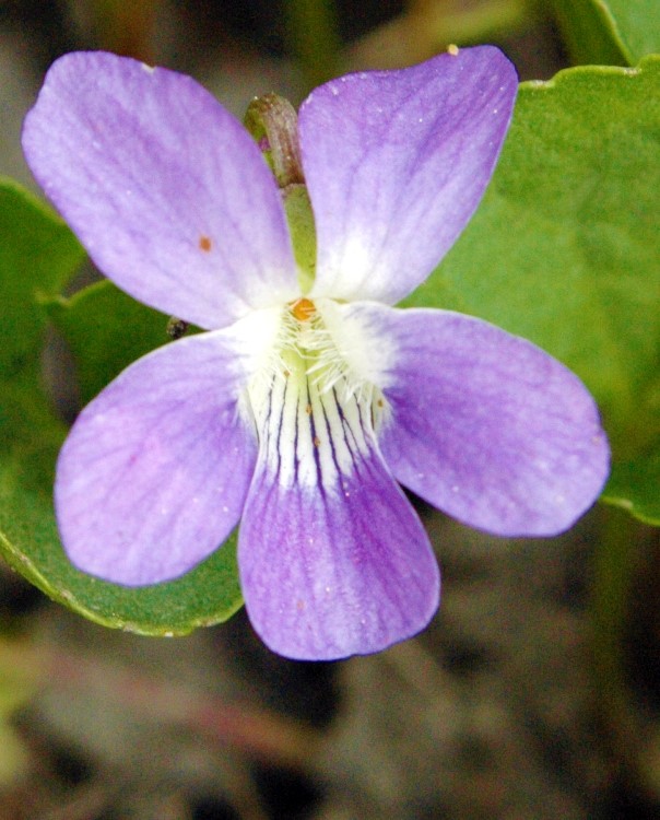 VIOLA JOOI