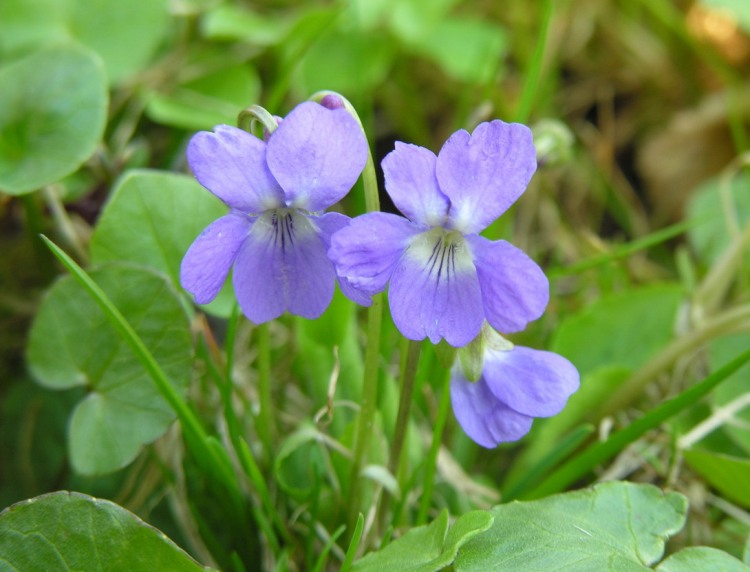 VIOLA HIRTA