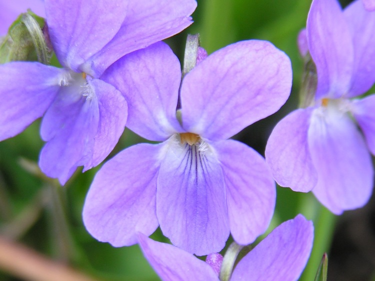 VIOLA HIRTA
