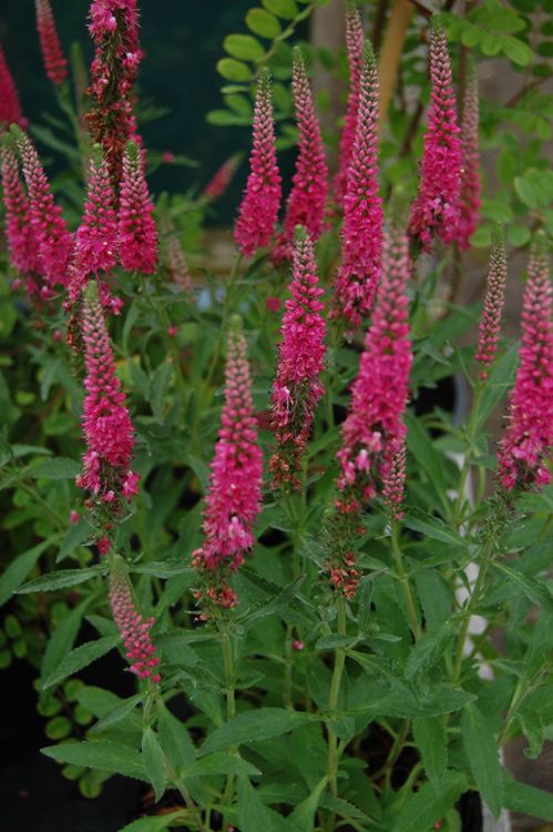 VERONICA SPICATA ROTFUCHS