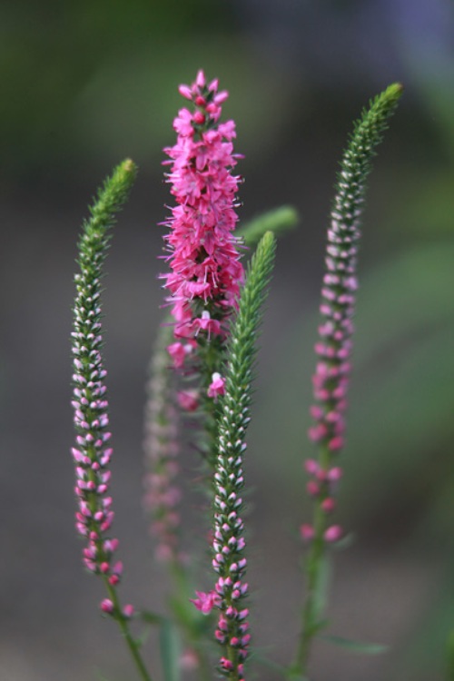 VERONICA SPICATA ROTFUCHS