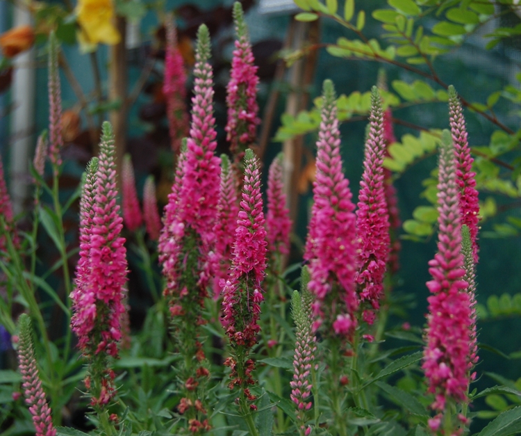 VERONICA SPICATA ERIKA