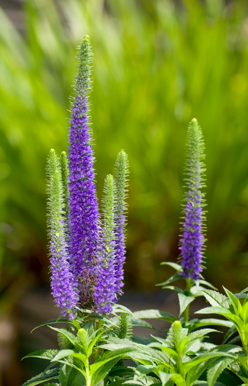 VERONICA SPICATA