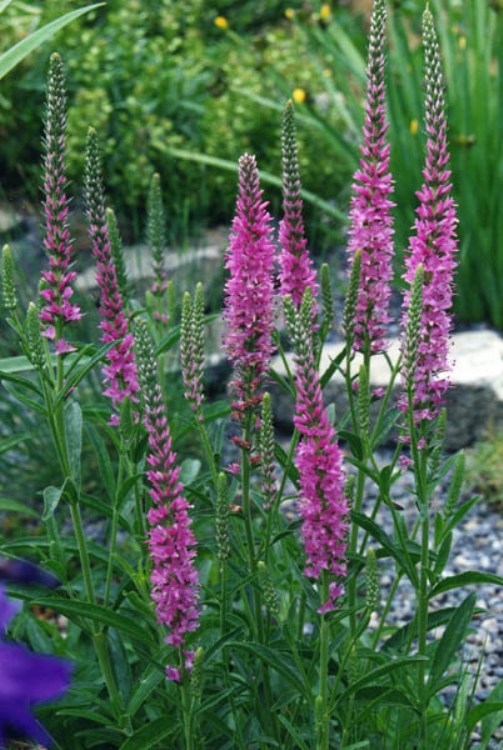 VERONICA SPICATA