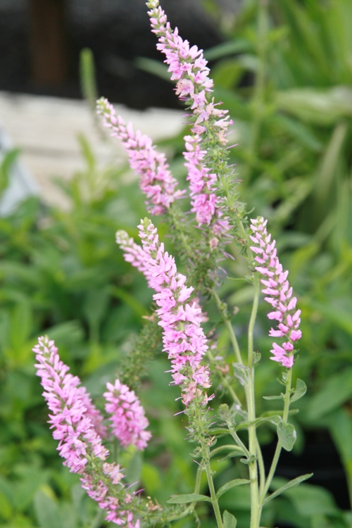 VERONICA SPICATA