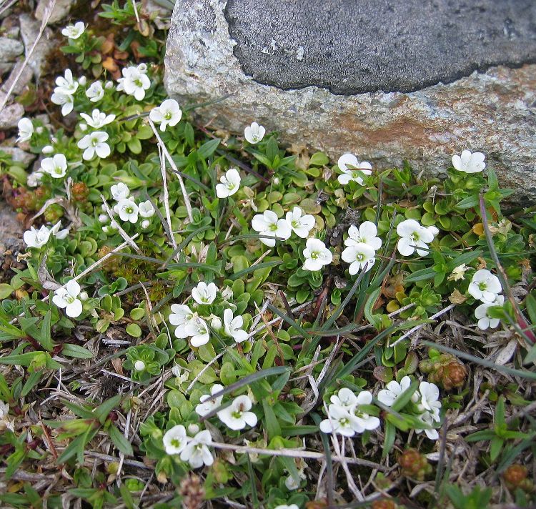 VERONICA REPENS ALBA