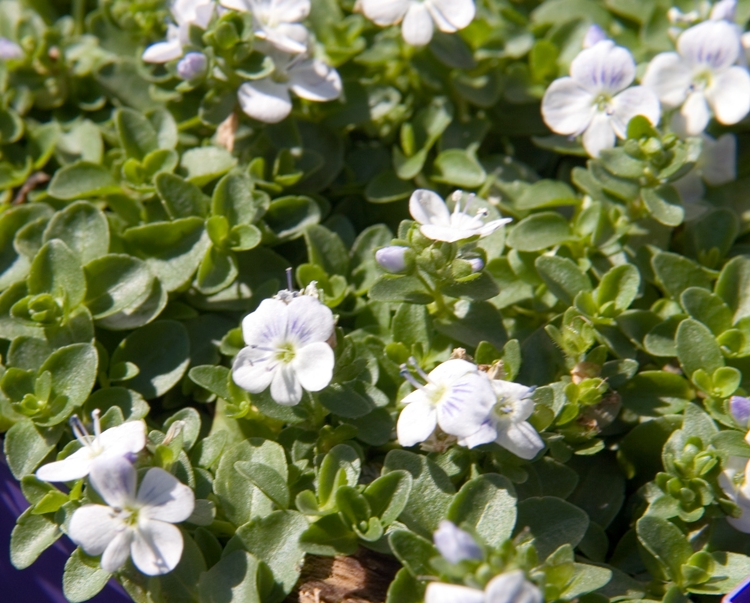 VERONICA REPENS ALBA