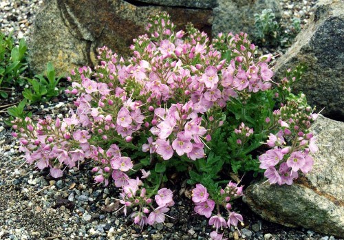 VERONICA PROSTRATA MRS. HOLT