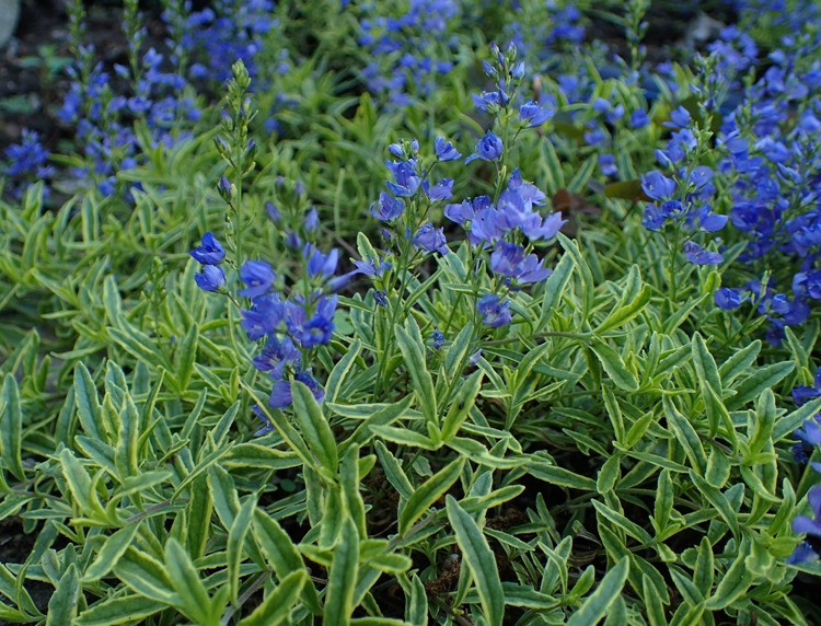 VERONICA PROSTRATA BLUE SHEEN