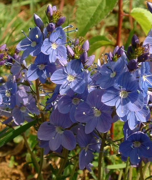 VERONICA PROSTRATA BLUE SHEEN