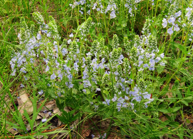 VERONICA PROSTRATA ALBA