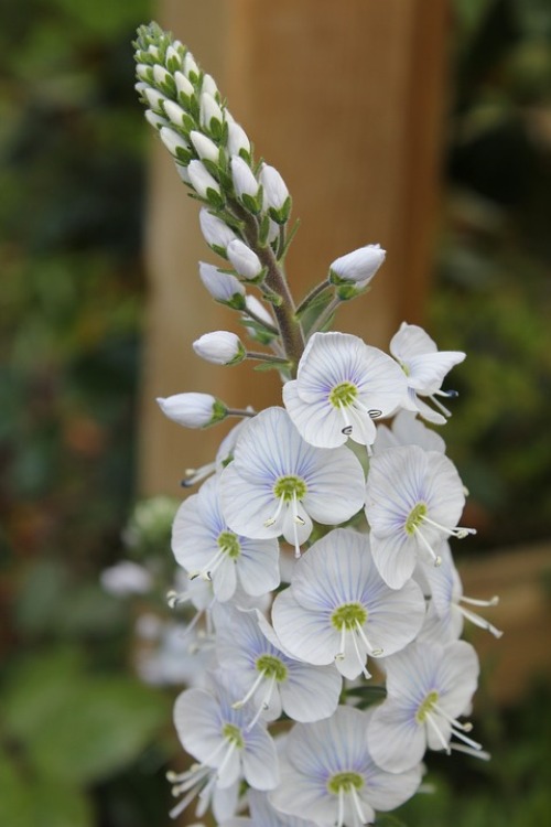 VERONICA PROSTRATA ALBA