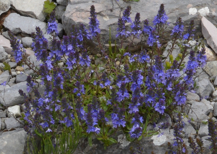 VERONICA PROSTRATA