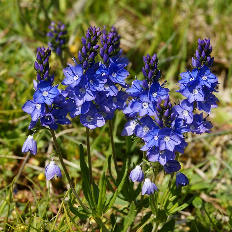VERONICA PROSTRATA