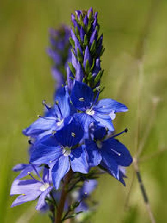 VERONICA PROSTRATA