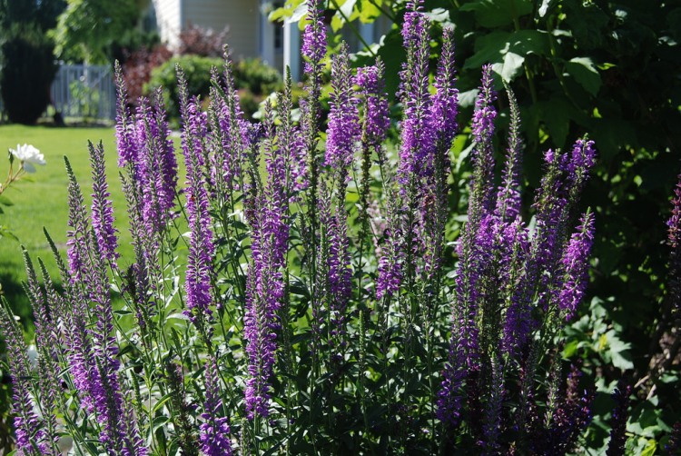 VERONICA PORPHYRIANA