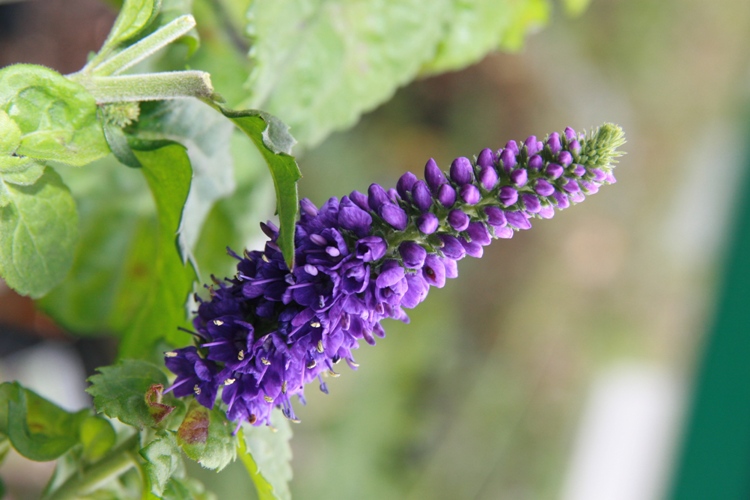 VERONICA PORPHYRIANA