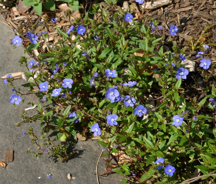 VERONICA PEDUNCULARIS GEORGIA BLUE