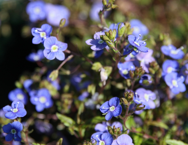 VERONICA PEDUNCULARIS GEORGIA BLUE