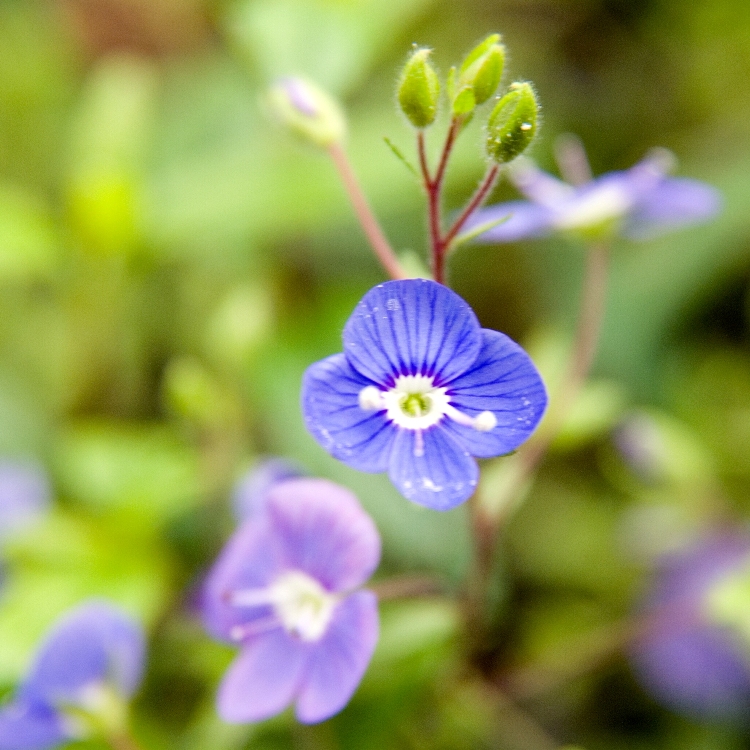 VERONICA PEDUNCULARIS GEORGIA BLUE
