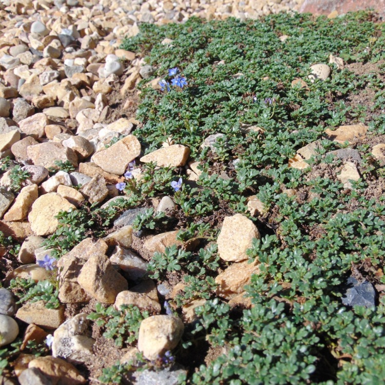 VERONICA OLTENSIS