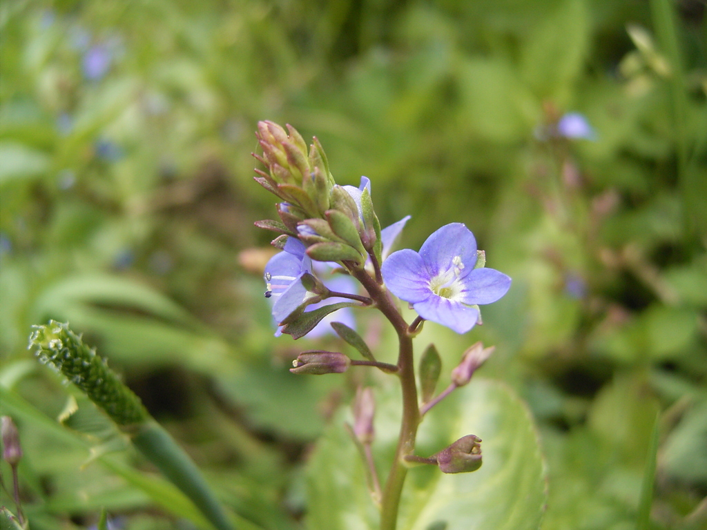VERONICA OLTENSIS