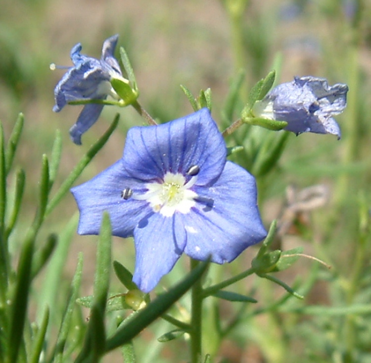 VERONICA OLTENSIS