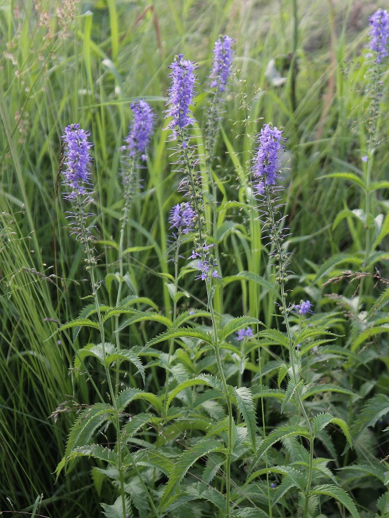 VERONICA LONGIFOLIA BLAURIESIN