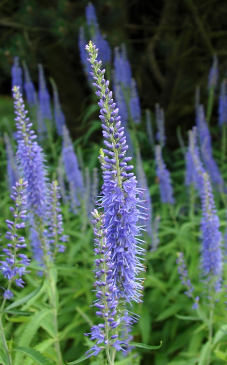 VERONICA LONGIFOLIA BLAURIESIN
