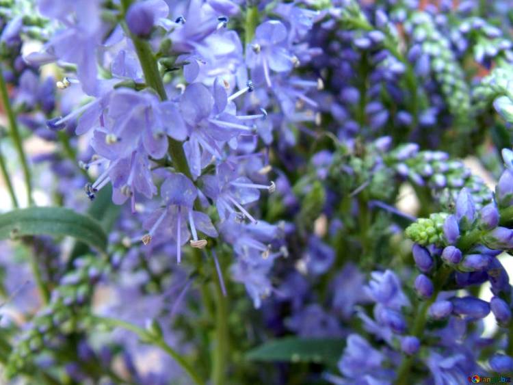 VERONICA LONGIFOLIA BLAURIESIN