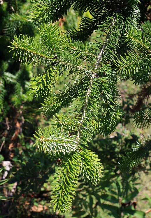 ABIES NORDMANNIANA PENDULA