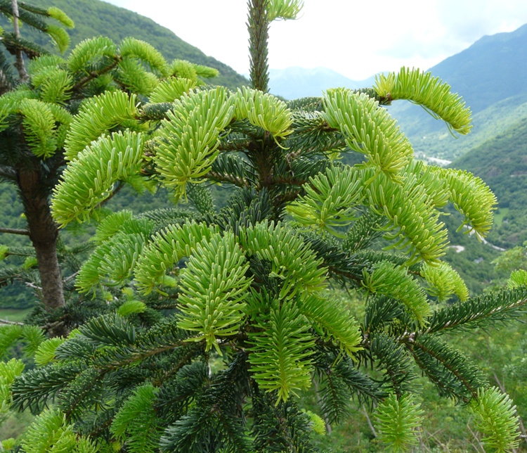 ABIES NORDMANNIANA PENDULA
