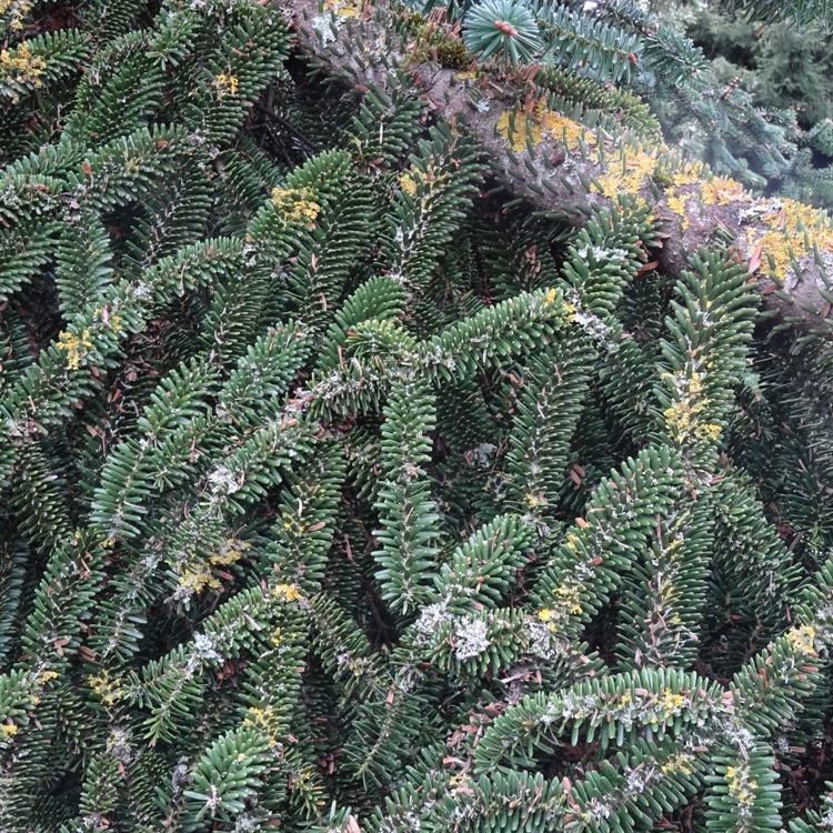 ABIES NUMIDICA