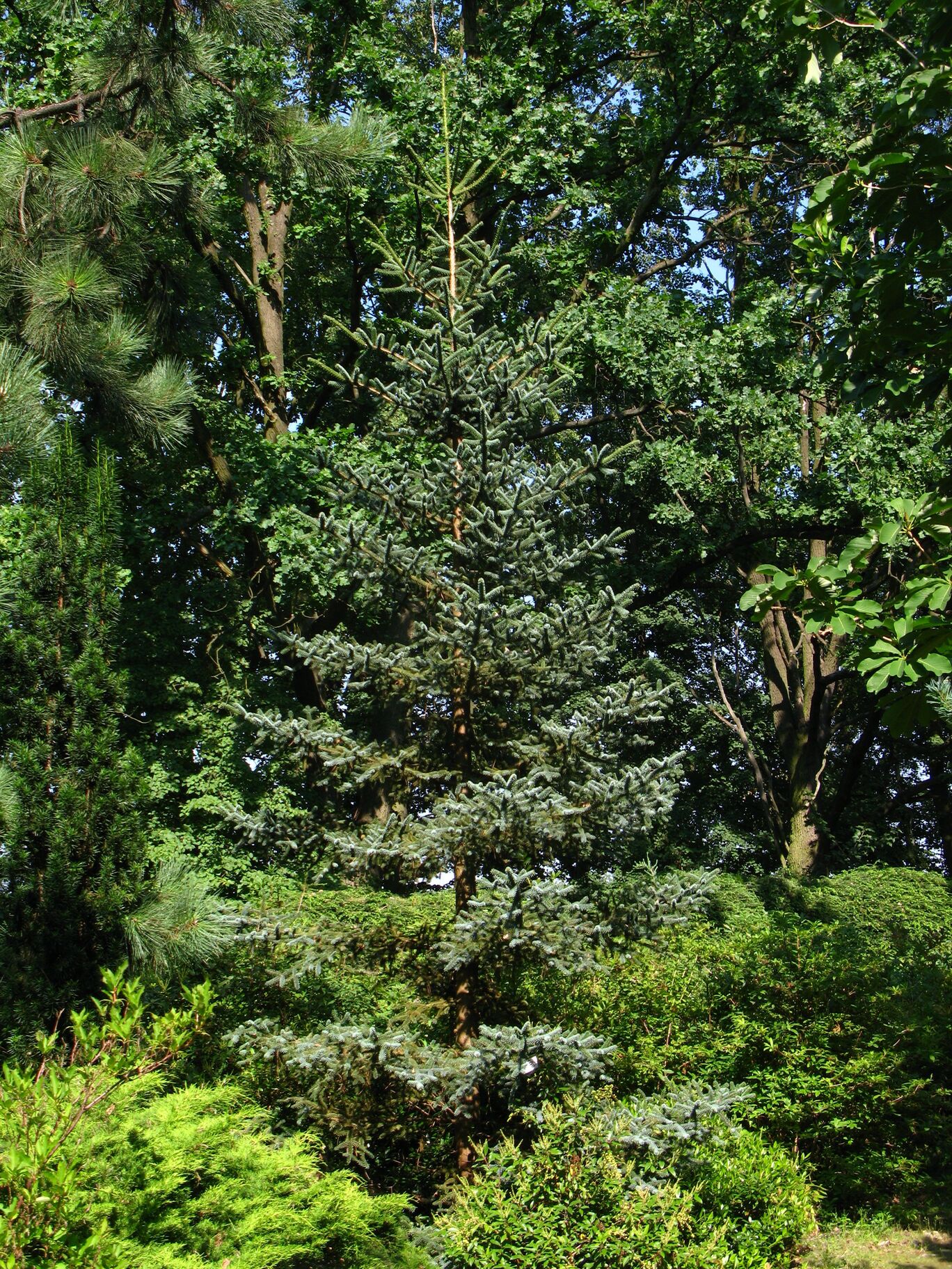 ABIES PINSAPO GLAUCA