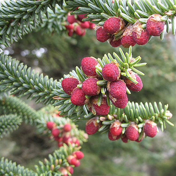 ABIES PINSAPO GLAUCA