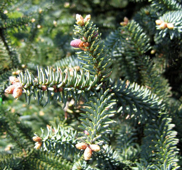 ABIES PINSAPO GLAUCA