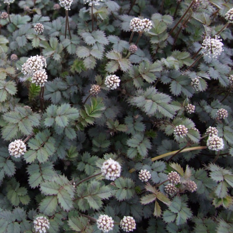 ACAENA BUCHANANII