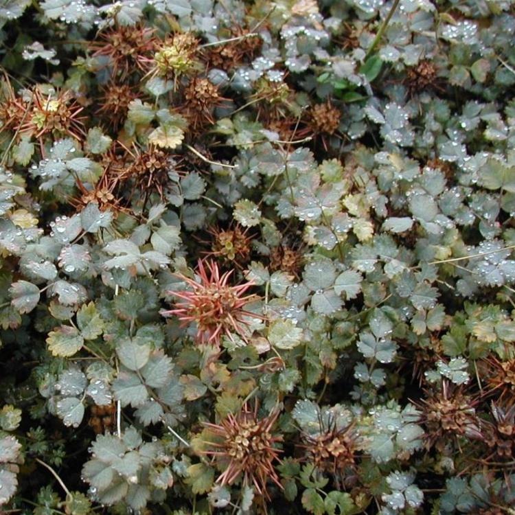 ACAENA BUCHANANII
