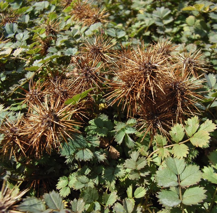 ACAENA BUCHANANII