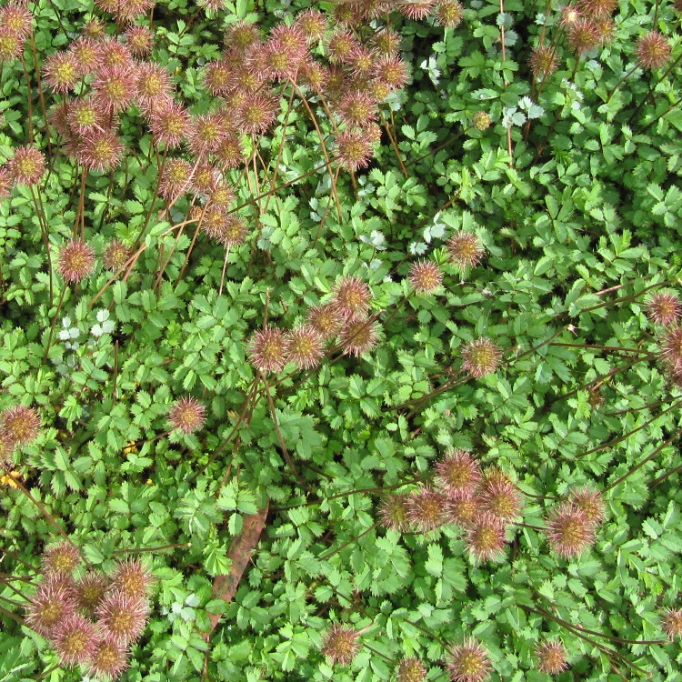 ACAENA MICROPHYLLA KUPFERTEPPICH