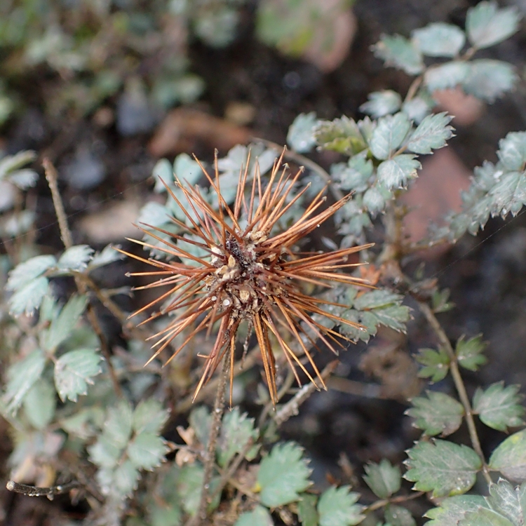 ACAENA MICROPHYLLA KUPFERTEPPICH