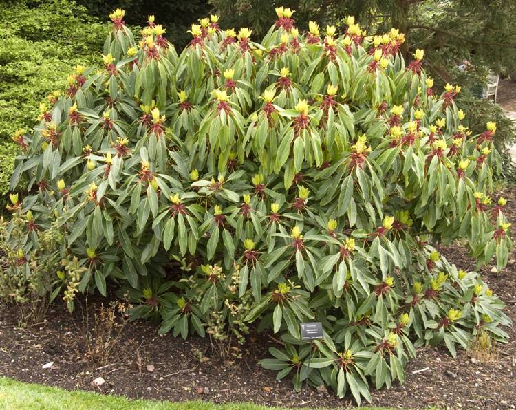 DAPHNIPHYLLUM MACROPODUM