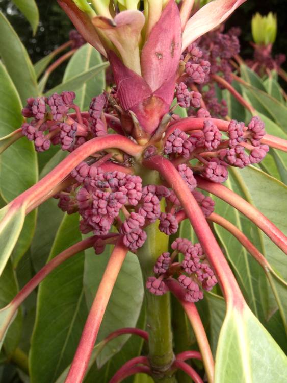 DAPHNIPHYLLUM MACROPODUM