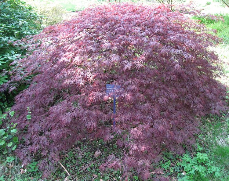 ACER PALMATUM DISSECTUM ORNATUM