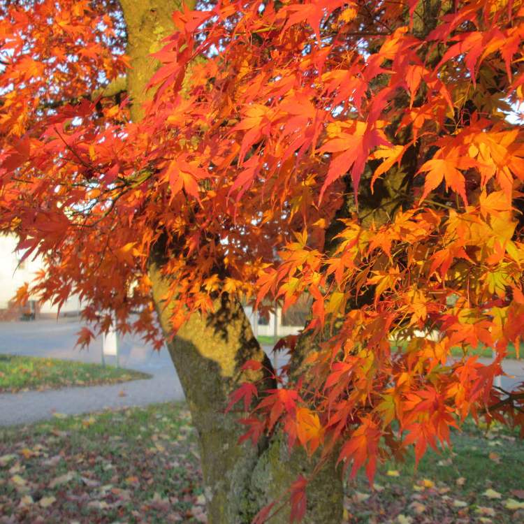 ACER PALMATUM ORANGE DREAM