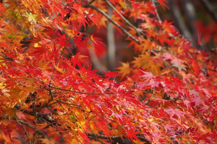 ACER PALMATUM ORANGE DREAM