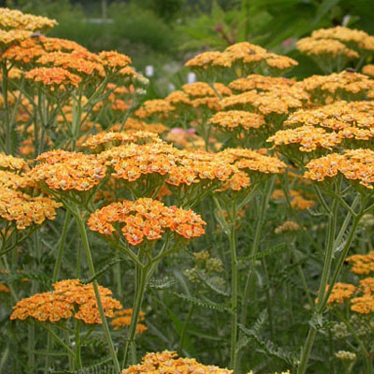 ACHILLEA MILLEFOLIUM TERRACOTTA