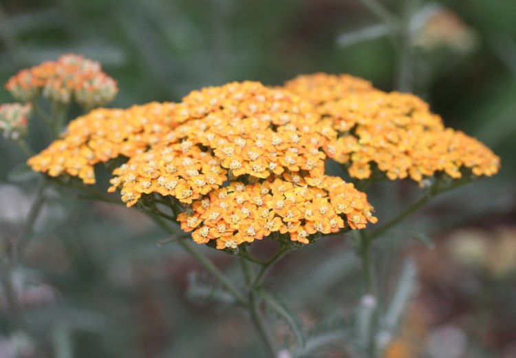 ACHILLEA MILLEFOLIUM TERRACOTTA
