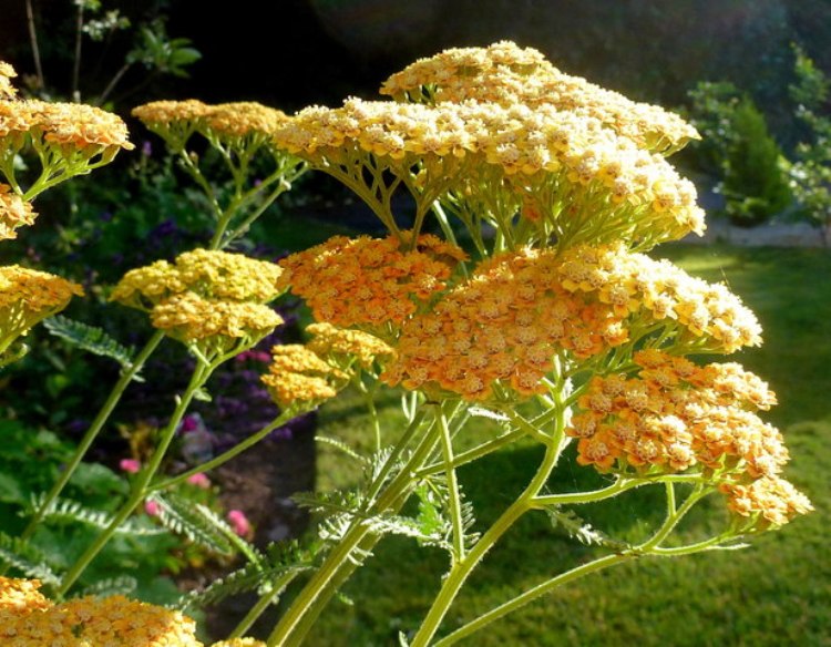 ACHILLEA MILLEFOLIUM TERRACOTTA