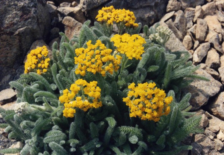 ACHILLEA TOMENTOSA AUREA